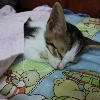 Tekir Kedi, Kedi  şakir fotoğrafı