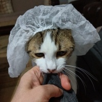 Tekir Kedi, Kedi  şakir fotoğrafı