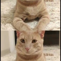 Sarman, Kedi  Limon fotoğrafı