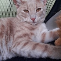 Sarman, Kedi  Limon fotoğrafı