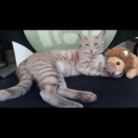 Sarman, Kedi  Limon fotoğrafı