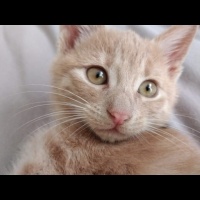 Sarman, Kedi  Limon fotoğrafı