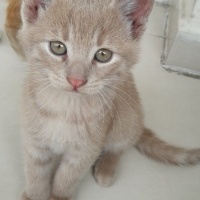Sarman, Kedi  Limon fotoğrafı