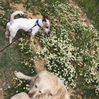 Jack Russell Terrier, Köpek  lacky fotoğrafı