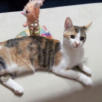 Tekir Kedi, Kedi  hande fotoğrafı