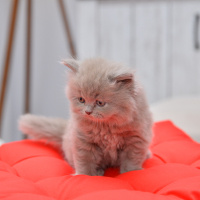 Scottish Fold, Kedi  latte fotoğrafı
