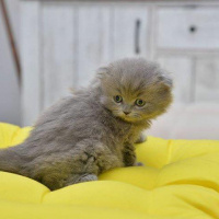 Scottish Fold, Kedi  latte fotoğrafı