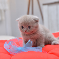 Scottish Fold, Kedi  latte fotoğrafı