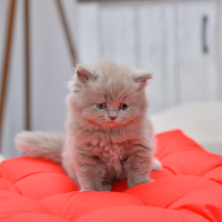Scottish Fold, Kedi  latte fotoğrafı