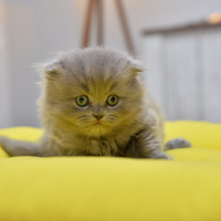 Scottish Fold, Kedi  latte fotoğrafı