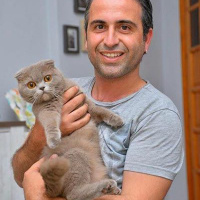 Scottish Fold, Kedi  latte fotoğrafı
