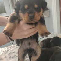 Rottweiler, Köpek  Yavrularım Sahiplendirilecektir fotoğrafı