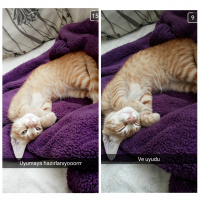 Tekir Kedi, Kedi  Minik fotoğrafı