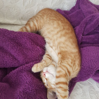 Tekir Kedi, Kedi  Minik fotoğrafı