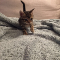Tekir Kedi, Kedi  Angela fotoğrafı