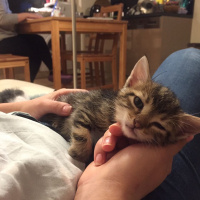 Tekir Kedi, Kedi  Angela fotoğrafı