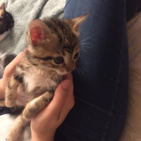 Tekir Kedi, Kedi  Angela fotoğrafı