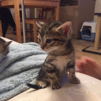 Tekir Kedi, Kedi  Angela fotoğrafı