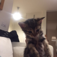 Tekir Kedi, Kedi  Angela fotoğrafı