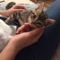 Tekir Kedi, Kedi  Angela fotoğrafı