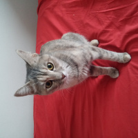 Tekir Kedi, Kedi  Maya fotoğrafı