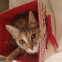 Tekir Kedi, Kedi  Maya fotoğrafı
