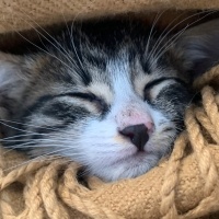 Tekir Kedi, Kedi  Leo fotoğrafı