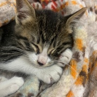 Tekir Kedi, Kedi  Leo fotoğrafı