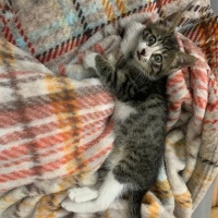 Tekir Kedi, Kedi  Leo fotoğrafı