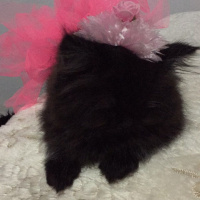 İran Kedisi (Persian), Kedi  Lidya fotoğrafı