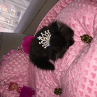 İran Kedisi (Persian), Kedi  Lidya fotoğrafı