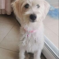 Maltese, Köpek  Kuki fotoğrafı