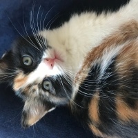 Tekir Kedi, Kedi  Bâla fotoğrafı