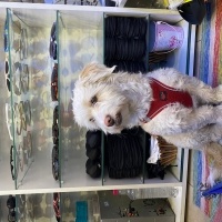 Maltese, Köpek  Picasso fotoğrafı