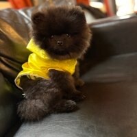 Pomeranyalı, Köpek  Zeus fotoğrafı