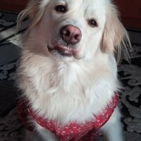 Golden Retriever, Köpek  Bal fotoğrafı