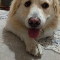 Golden Retriever, Köpek  Bal fotoğrafı