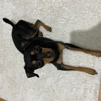 Minyatür Pinscher, Köpek  Alex fotoğrafı