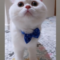 British Shorthair, Kedi  Alex fotoğrafı