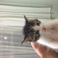 Tekir Kedi, Kedi  Mario fotoğrafı