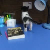 Tekir Kedi, Kedi  Mario fotoğrafı