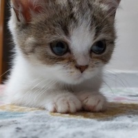 British Shorthair, Kedi  Mia fotoğrafı