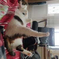 Tekir Kedi, Kedi  Şesu fotoğrafı