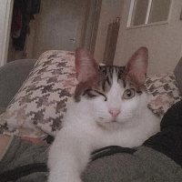 Tekir Kedi, Kedi  Şesu fotoğrafı