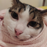 Tekir Kedi, Kedi  Şesu fotoğrafı