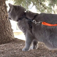 Chartreux, Kedi  chocolate fotoğrafı