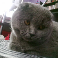 Chartreux, Kedi  chocolate fotoğrafı