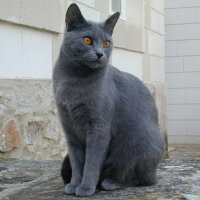 Chartreux, Kedi  chocolate fotoğrafı