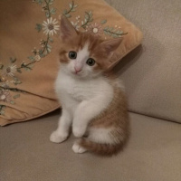 Tekir Kedi, Kedi  Gezi fotoğrafı