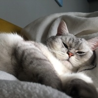 British Shorthair, Kedi  Ati fotoğrafı